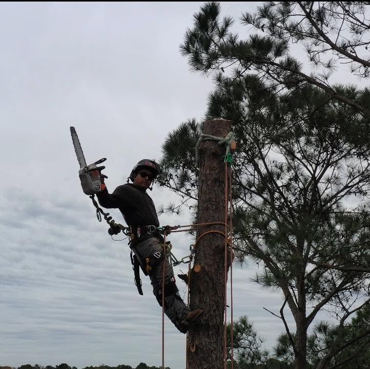 Safe Tree Removal
