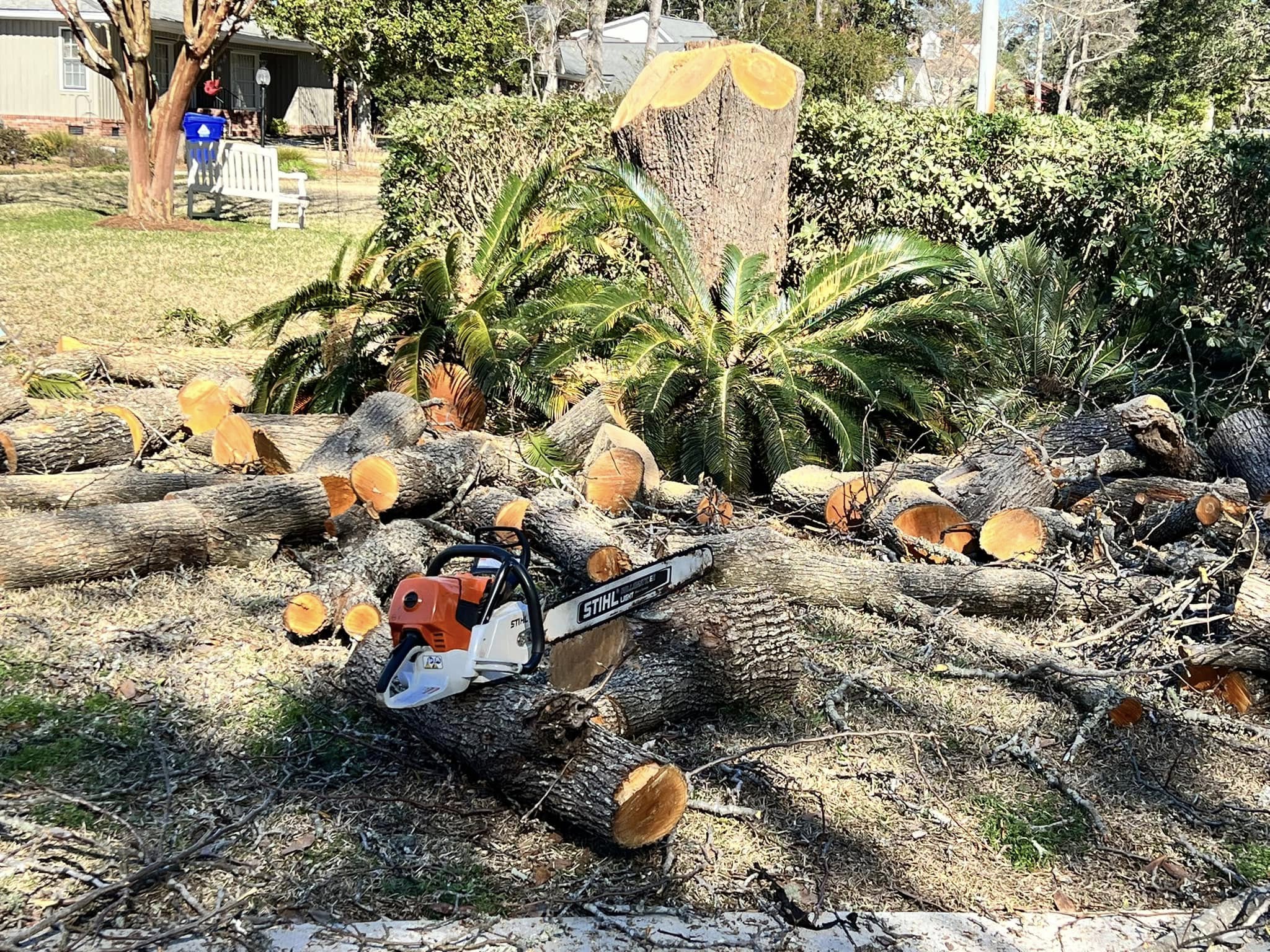 Large tree cut into sections across a residential yard with a Stihl chainsaw resting on the timber and a crew member visible in the background