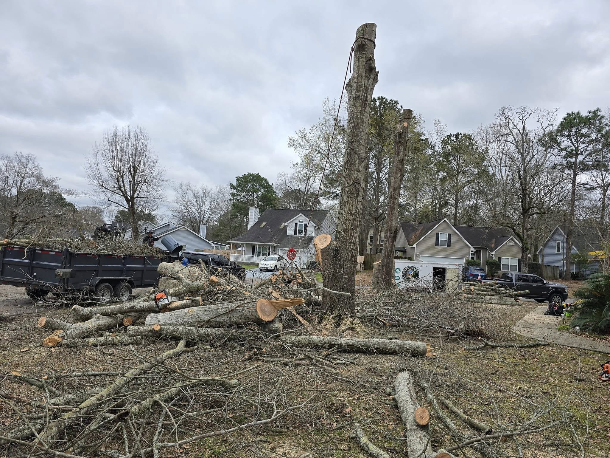 Large residential tree felled to a standing trunk with cut logs and branches covering the yard, dump trailer loaded and on site