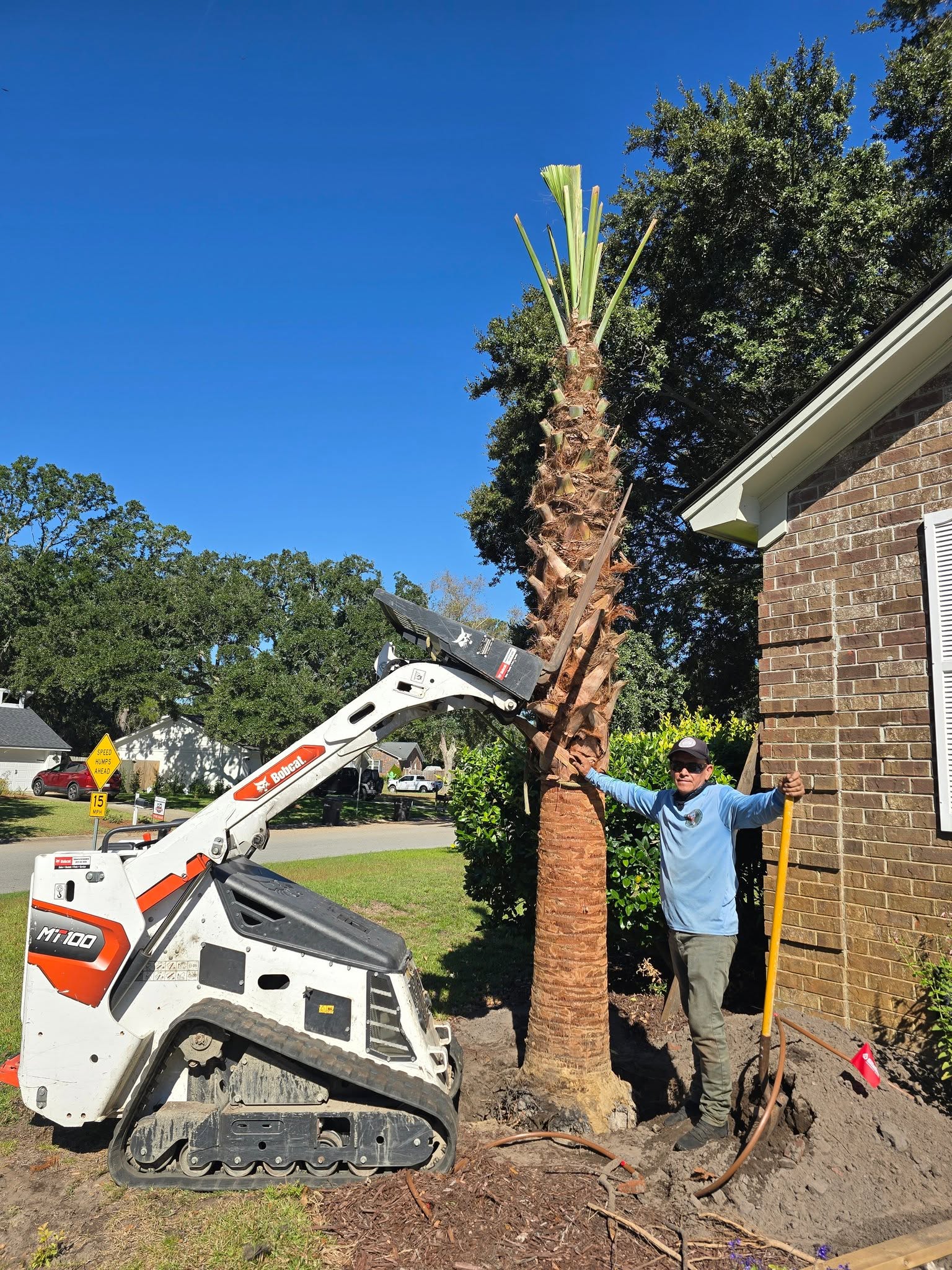 Ramirez Tree Service crew with Bobcat equipment removing a palm tree